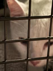 Found/Stray Unknown Cat last seen 35th & Independence Ct, Wheat Ridge, CO 80033