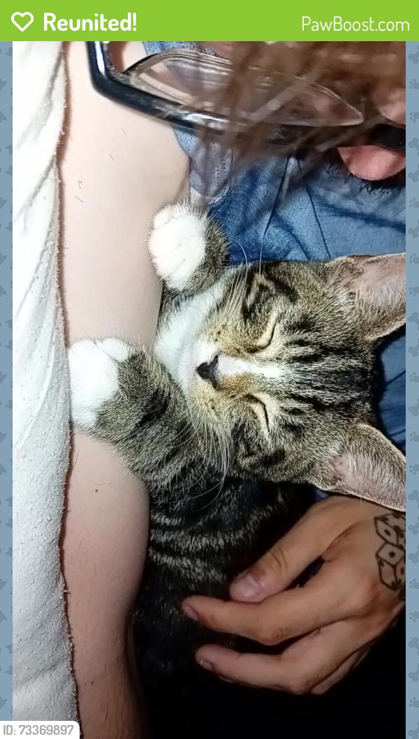 Reunited Male Cat last seen Saint andrews road, Torbay, England 