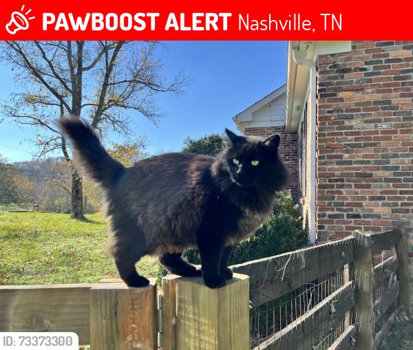 Lost Male Cat last seen Radnor Lake State Park near the intersection of Shenandoah Court and Otter Creek, Nashville, TN 37220