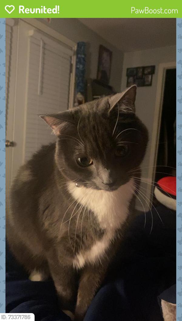 Reunited Female Cat last seen Regional Athletic Complex, Thurston County, WA 98513