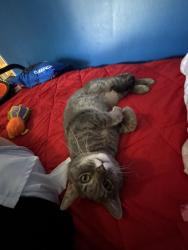Lost Female Cat last seen Conser st Collierville, Collierville, TN 38017