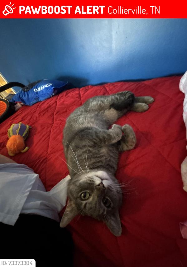 Lost Female Cat last seen Conser st Collierville, Collierville, TN 38017