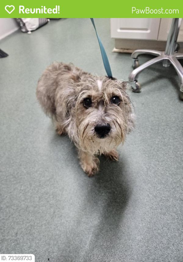 Reunited Male Dog last seen Balfour Road, Hendersonville, NC 28792