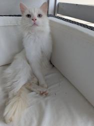 Found/Stray Male Cat last seen Union Blvd, Saab's farmers market, Allentown, PA 18109