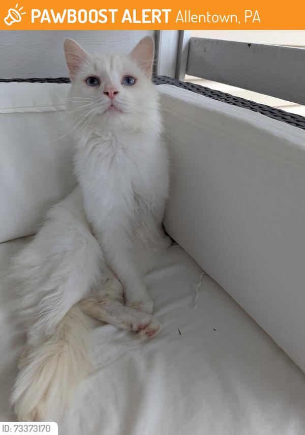 Found/Stray Male Cat last seen Union Blvd, Saab's farmers market, Allentown, PA 18109