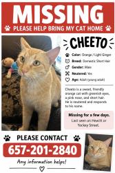 Lost Male Cat last seen Yockey Hewitt and Mays, Garden Grove, CA 92844