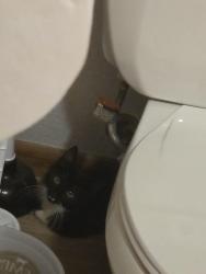 Found/Stray Unknown Cat last seen Near W 4th Street, Winona, MN 55987