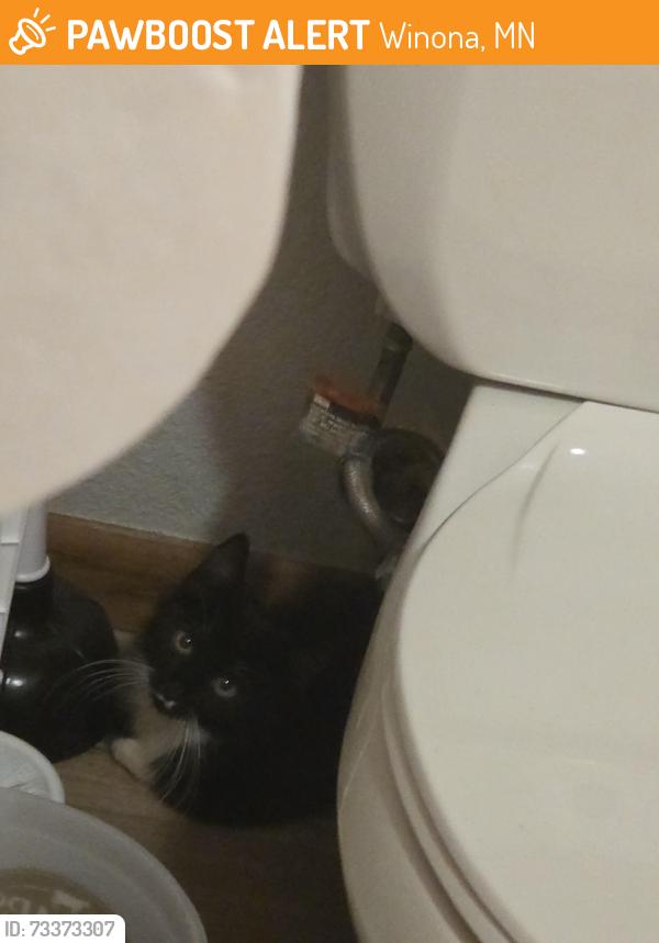 Found/Stray Unknown Cat last seen Near W 4th Street, Winona, MN 55987