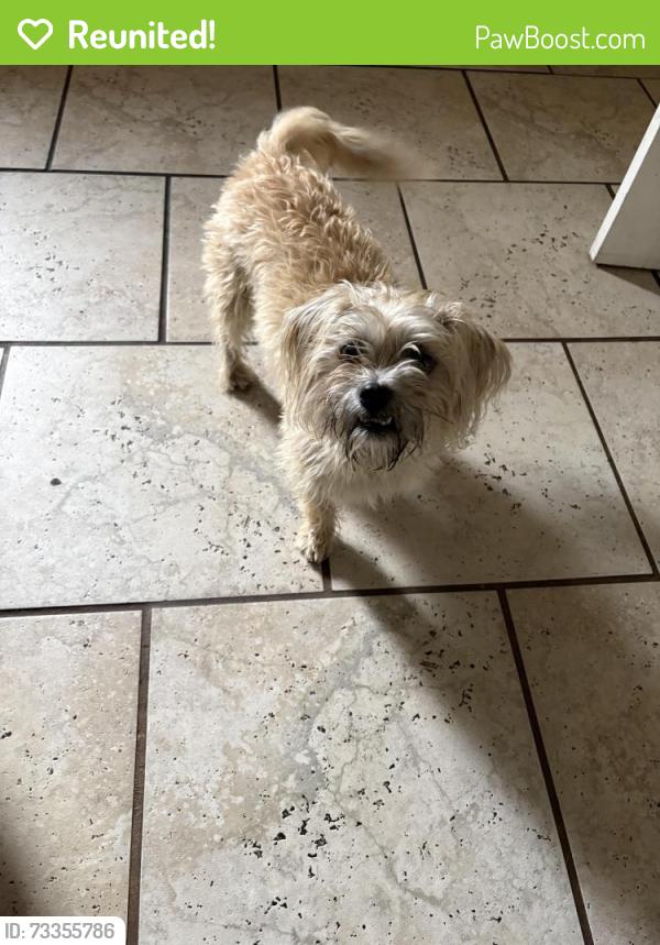 Reunited Male Dog last seen Sultana high school, Hesperia, CA 92345