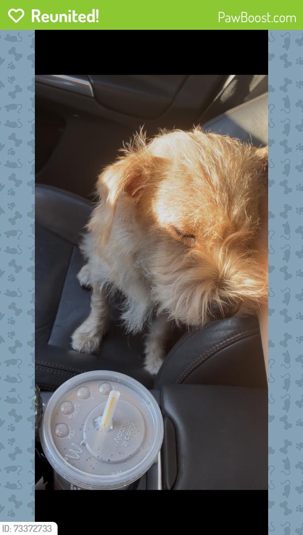 Reunited Female Dog last seen Central and dickens, Chicago, IL 60647