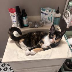 Lost Female Cat last seen Near ascot ave, Rio Linda, CA 95673