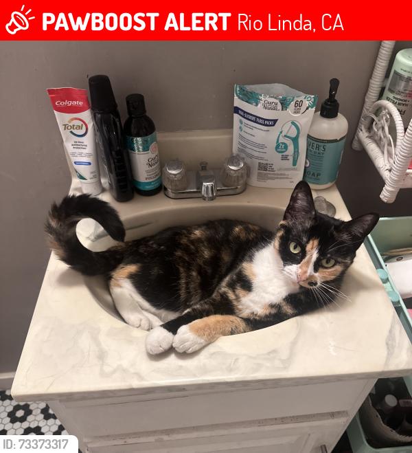 Lost Female Cat last seen Near ascot ave, Rio Linda, CA 95673