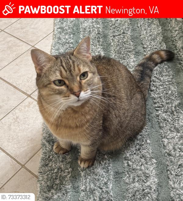 Lost Female Cat last seen Lindside PL, Newington, VA 22153