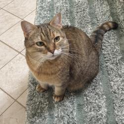 Lost Female Cat last seen Lindside PL, Newington, VA 22153