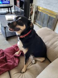 Reunited Female Dog last seen Ridge/Cherry, Florissant, MO 63033