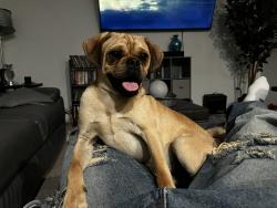 Reunited Male Dog last seen 11th Avenue, Victorville, CA 92395