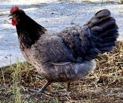 Lost Female Bird last seen Mcklintock and southern, Tempe, AZ 85282