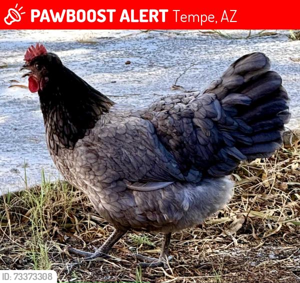 Lost Female Bird last seen Mcklintock and southern, Tempe, AZ 85282