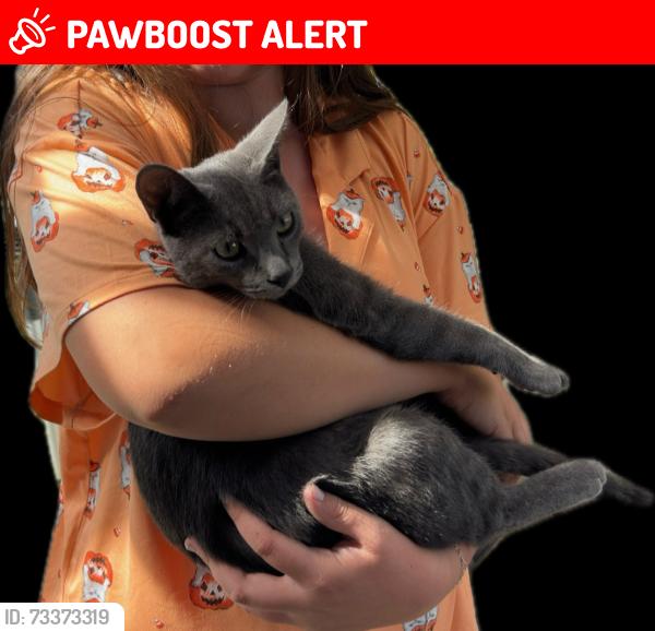 Lost Male Cat last seen Magnolia and Yorktown, Huntington Beach, CA 92646