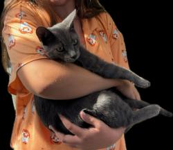 Lost Male Cat last seen Magnolia and Yorktown, Huntington Beach, CA 92646
