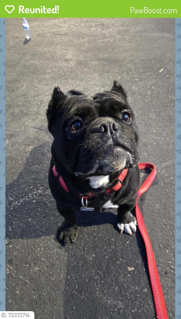 Reunited Female Dog last seen Iowa St, Sunnyvale, CA 94086