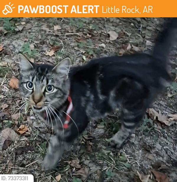 Found/Stray Female Cat last seen John Barrow between Kanis and 630, Little Rock, AR 72205
