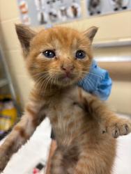 Shelter Stray Male Cat last seen , 232 Eslinger Way, Sanford, FL 32773, USA