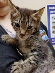 Shelter Stray Male Cat last seen ARROWROCK RD & MABEL ST, 2127 Front St, Sacramento, CA 95818, USA