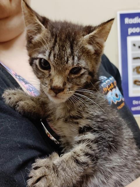 Shelter Stray Male Cat last seen ARROWROCK RD & MABEL ST, 2127 Front St, Sacramento, CA 95818, USA