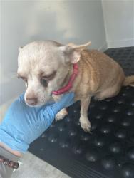 Shelter Stray Female Dog last seen FREEPORT BLVD & I 5 SB, 2127 Front St, Sacramento, CA 95818, USA