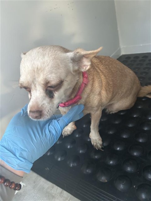 Shelter Stray Female Dog last seen FREEPORT BLVD & I 5 SB, 2127 Front St, Sacramento, CA 95818, USA