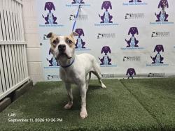 Shelter Stray Female Dog last seen , 2769 Conroy Rd, Orlando, FL 32839, USA