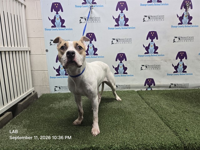 Shelter Stray Female Dog last seen , 2769 Conroy Rd, Orlando, FL 32839, USA