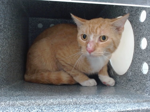 Shelter Stray Male Cat last seen , 2769 Conroy Rd, Orlando, FL 32839, USA