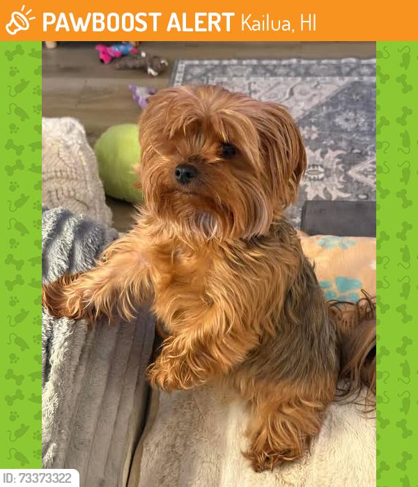Found/Stray Unknown Dog last seen Akihala headed to the High School back gate. Did have pic so posted above., Kailua, HI 96734