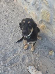 Lost Female Dog last seen Emerald Isle Street and Gusart Avenue, El Paso, TX 79928