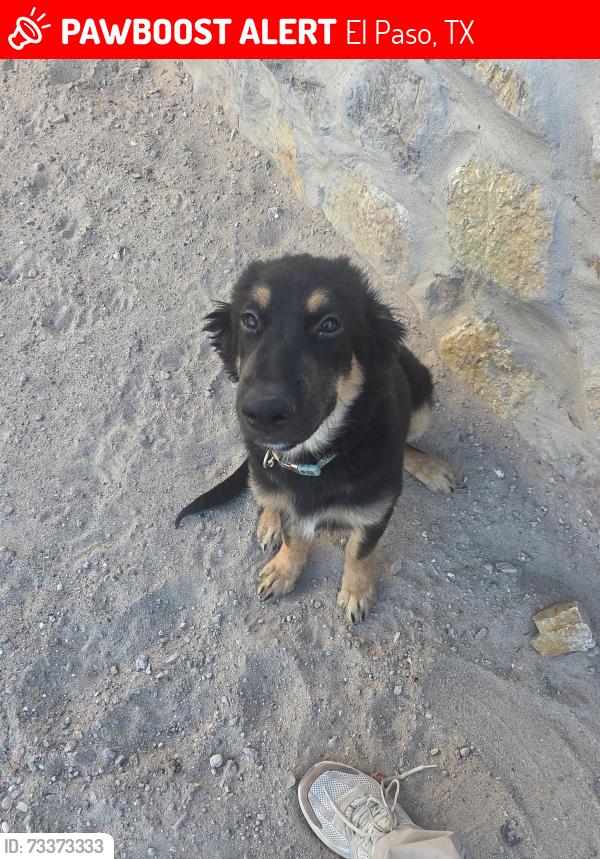 Lost Female Dog last seen Emerald Isle Street and Gusart Avenue, El Paso, TX 79928