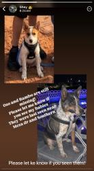 Found/Stray Male Dog last seen Southern ave and broadway, Mesa, AZ 85204