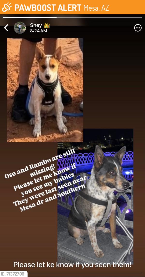 Found/Stray Male Dog last seen Southern ave and broadway, Mesa, AZ 85204