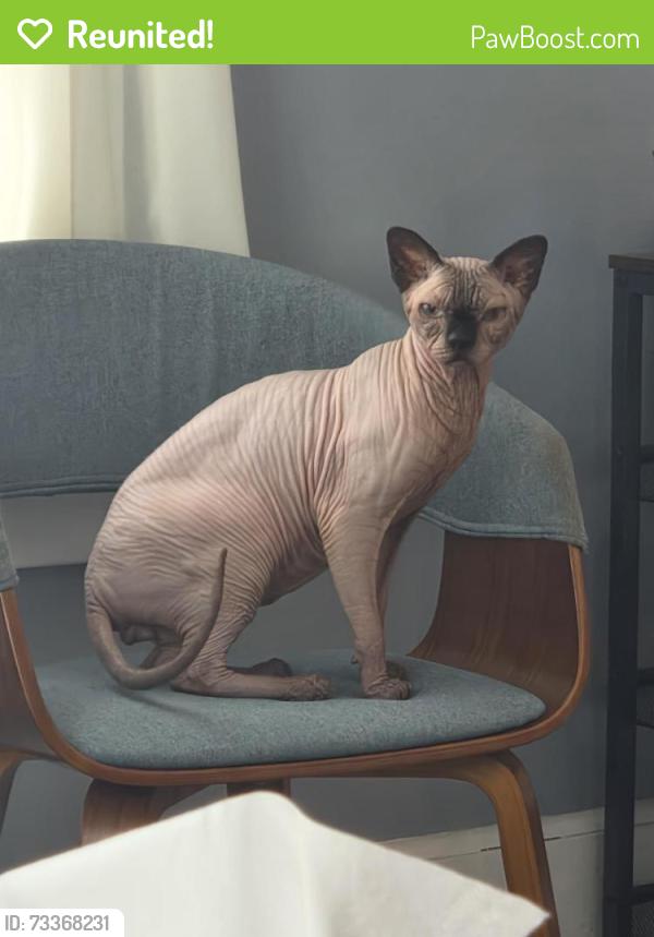 Reunited Male Cat last seen Near Thomas st, Stroudsburg, PA 18360
