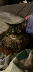 Lost Female Cat last seen 19th Street North and Hadley Avenue, Oakdale, MN 55128