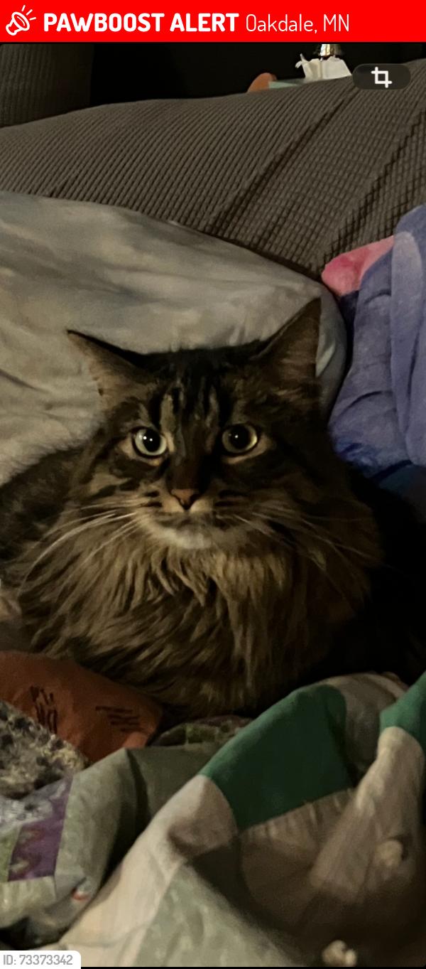 Lost Female Cat last seen 19th Street North and Hadley Avenue, Oakdale, MN 55128