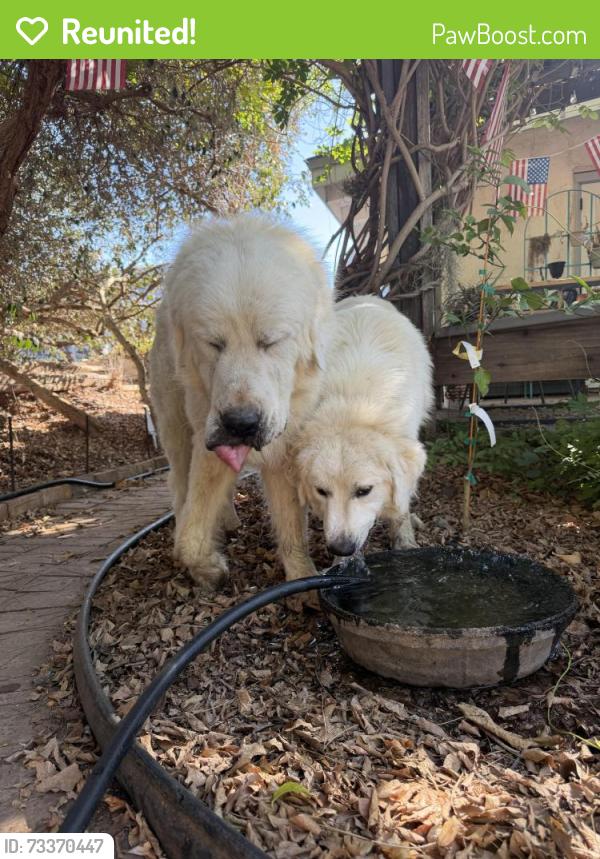 Reunited Unknown Dog last seen Independence Way, Vista, CA 92084