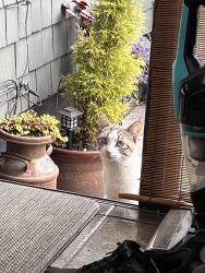 Found/Stray Male Cat last seen 14th and North Oakes St, Tacoma, WA 98406