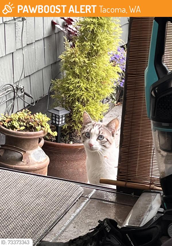Found/Stray Male Cat last seen 14th and North Oakes St, Tacoma, WA 98406