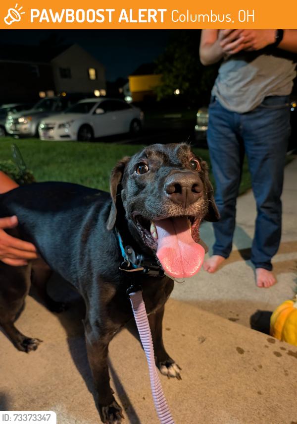 Found/Stray Male Dog last seen Cimmaron Station, Columbus, OH 43235