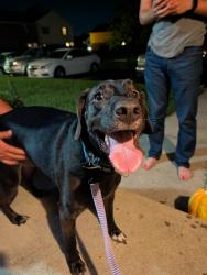 Found/Stray Male Dog last seen Cimmaron Station, Columbus, OH 43235