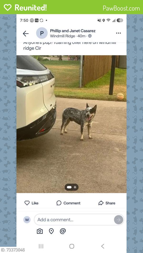 Reunited Male Dog last seen Windmill Ridge Circle and Highland in Ovilla, Red Oak, TX 75154