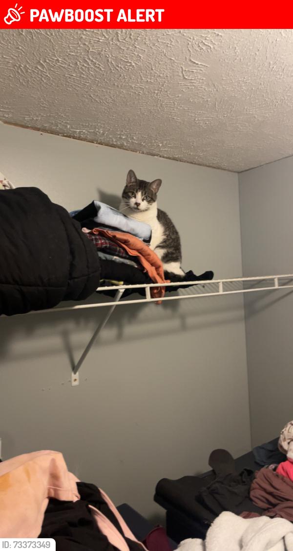 Lost Female Cat last seen Browning road & Conklin road in Telford, Washington County, TN 37690
