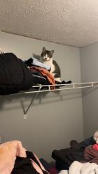 Lost Female Cat last seen Browning road & Conklin road in Telford, Washington County, TN 37690